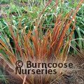 LIBERTIA 'Taupo Sunset'  